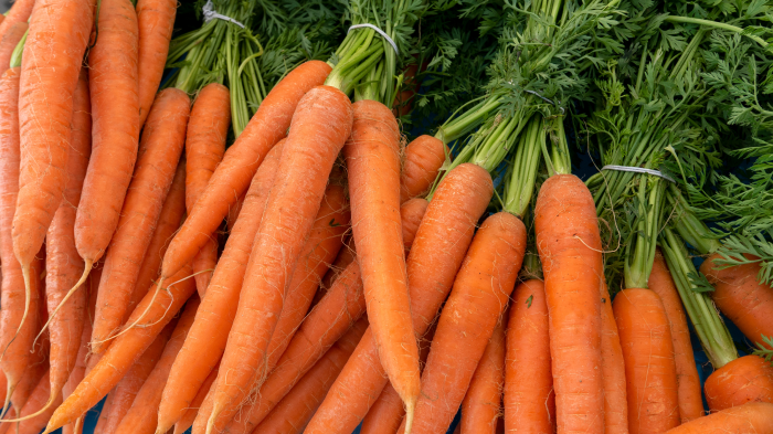Carottes maistro